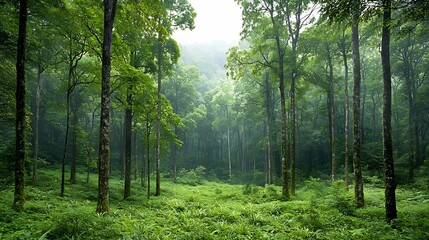 Poster - Majestic forest scene featuring towering ancient trees reaching up towards the sky and lush verdant undergrowth representing the diversity and tranquility of the natural world