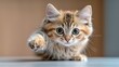 © Koh's Smart - The adorable kitten playfully pounces around, staring directly into the camera with its big, bright eyes and a sweet, innocent expression on its face.