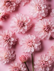 Wall Mural - Pink flowers on pink background