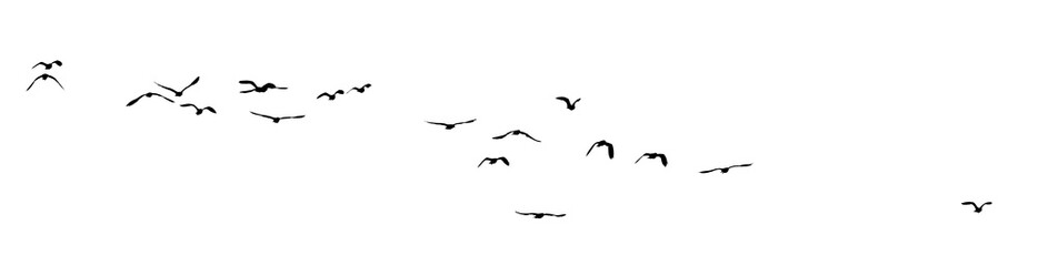 Wall Mural - flock of birds silhouette isolated on clear background