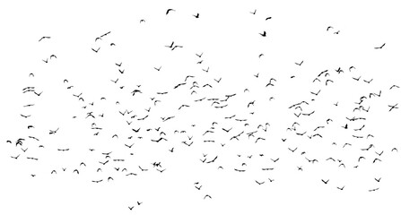 Wall Mural - flock of birds silhouette isolated on clear background