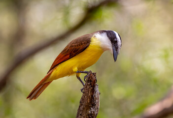 Wall Mural - Great Kiskadee Perched on a Branch