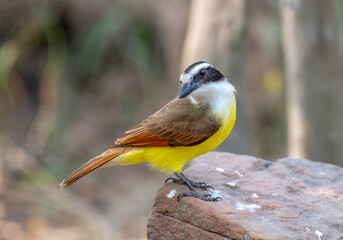 Wall Mural - Great Kiskadee Perched on a Rock