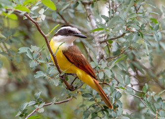 Wall Mural - Great Kiskadee Looking Backwards