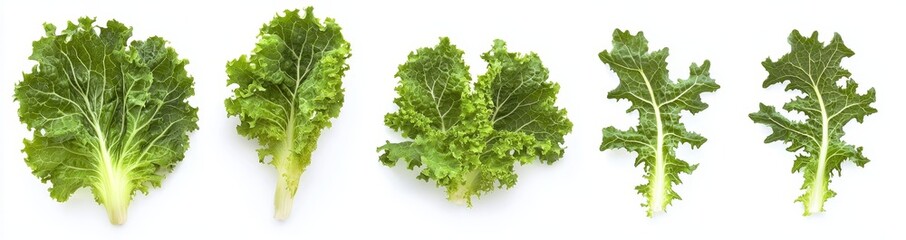 Poster - An isolated flat lay of fresh salad vegetables, healthy with organic ingredients, of entire green heads of lettuce with leaves on a white background.