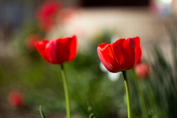 Wall Mural - Two red tulips in a field of green grass