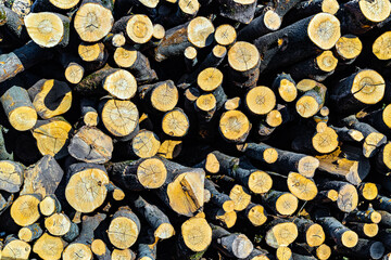 close-up photos of felled tree trunks. trunks of cut trees lie in the forest. timber harvesting. deforestation. High quality photo