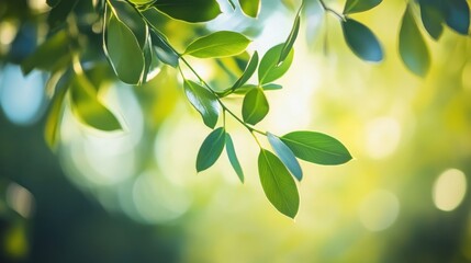Aufkleber - Green Leaves Sunlight Branch Nature Background