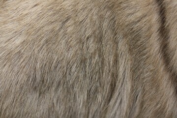brown goat hair