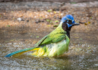 Wall Mural - splashing green jay