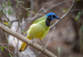 Wall Mural - perched green jay