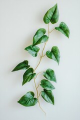 Poster - A single green leaf sits on a white surface, ready for use in a variety of contexts