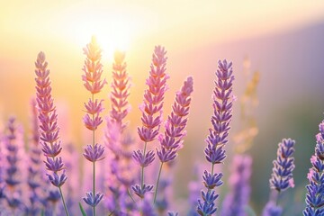 Aufkleber - A beautiful scene of a lavender field with the setting sun in the background