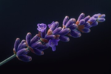 Aufkleber - A close-up view of a single purple flower on its stem, with a simple green background