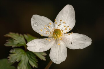 Poster - A close-up of a white flower with tiny water droplets on its petals