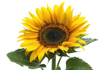 Aufkleber - A bright yellow sunflower sits atop green leaves on a pure white background, perfect for decorative or design use