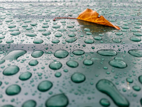 raindrops fall on a green background and an autumn leaf.