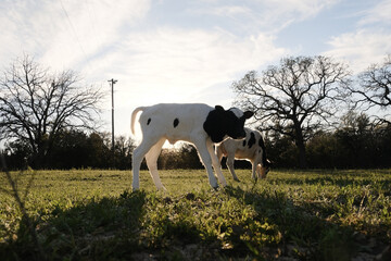 Wall Mural - Calf in Texas field during spring season on cow farm.