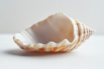 Poster - A close-up view of a single shell on a table
