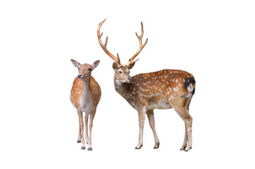 Wall Mural - male and female european fallow deer isolated on a white background