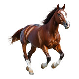 brown horse stallion galloping on transparent background