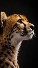 Poster - A close-up profile of a cheetah showcasing its distinctive features and expression.