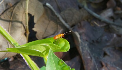 Wall Mural - A beautiful red cotton aphid (Dysdercus Cingulatus), with bright red coloring and black spots on its back, perches on a leaf.