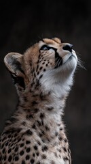 Aufkleber - A close-up of a cheetah gazing upwards, showcasing its distinctive spots and expressive features.