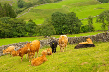 Wall Mural - limousin cows with their young calves in a summer meadow in the yorkshire dales, uk. hikers are warn