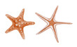 © Ekatmart - Watercolor set of illustrations of a vintage coral Starfish on isolated background. Hand drawn sea Star Fish in pastel beige orange color. Drawing of star for design in nautical style underwater world