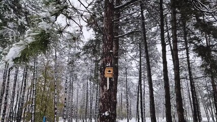 Wall Mural - Snowy forest with tall pine trees. A wooden birdhouse is attached to one of the stalks. Snow covers the branches and ground, creating a serene winter scene