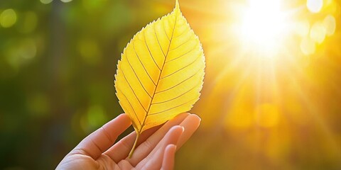 Poster - A Single Yellow Leaf Held in Hand Against a Sunlit Background