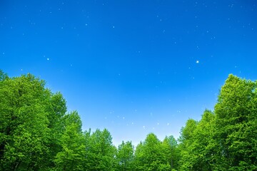 Wall Mural - Stars dot the night sky, with branches of leaves framing the scene, offering a space for text.