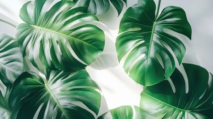 Poster - Lush green monstera leaves arranged on a white background, illuminated by sunlight.