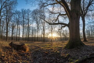 Poster - A large oak tree stands tall in a forest clearing with a sunset behind it. The sun is shining through the branches of the tree, creating a warm glow on the forest floor