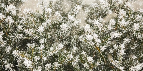 Poster - A close-up of snow-covered evergreen branches with a blurry background.