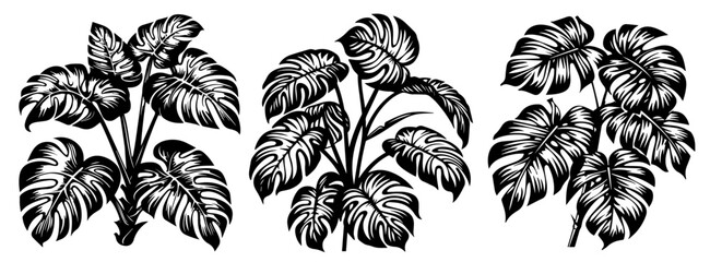 Wall Mural - Tropical monstera plant patterns – exotic jungle leaves vector art