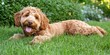 © upnowgraphics - A Happy Golden Retriever Mix Dog Laying in the Grass