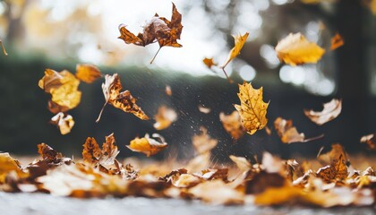 Poster - Autumn Leaves Falling and Landing on Ground