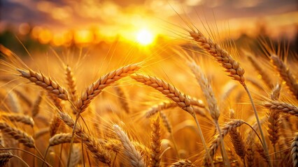 Wall Mural - Bokeh Effect on Ripe Wheat Fields at Sunset Highlighting Nature's Beauty and Abundance in a Serene Landscape with Glowing Sunlight Filtering Through the Golden Grain