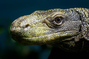 Naklejka na meble Papuan monitor lizard in head detail.
