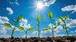 © Nuttaya Nampai - Green Seedlings Growing Under Bright Sunlight in a Vibrant Sky with Fluffy Clouds Overhead, Symbolizing Renewal and Nature's Bounty
