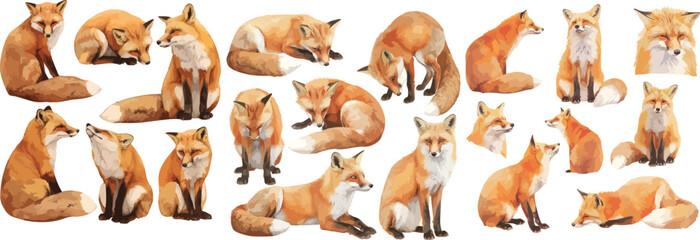 Wall Mural - fox watercolor clipart