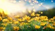 © Poetra RH - Coreopsis grandiflora. Yellow large flowered tickseeds or common coreopsis in the garden. yellow flowers on bokeh sammer nature background