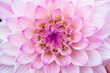 © Danita Delimont - USA, Washington State, Sammamish. Dahlia flower close-up of petals