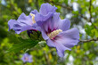 © Danita Delimont - Bellevue, Washington State, USA. Purple Hibiscus syriacus shrub blossoms.