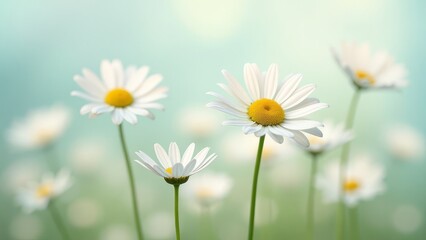 Fototapete - A field of white daisies with a blue sky in the background