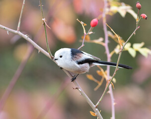 Wall Mural - Long-tailed tit, Aegithalos caudatus. There's a bird sitting on a briar branch