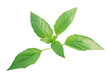 © Allyana - High-Quality PNG basil leaves Isolated on White Background – High Resolution