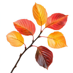 Wall Mural - Red and orange leaves on a tree branch, isolated against a white background.